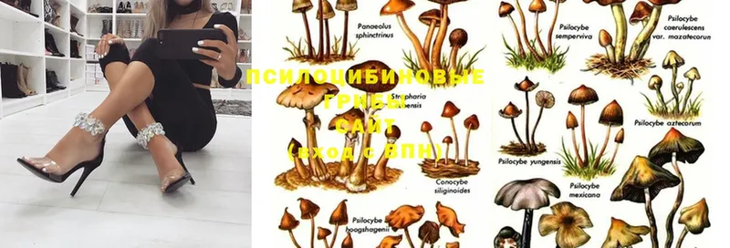 KRAKEN зеркало  Никольское  Галлюциногенные грибы MAGIC MUSHROOMS 